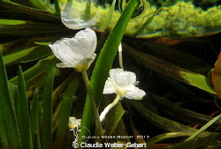 under the surface - reflexions by Claudia Weber-Gebert 